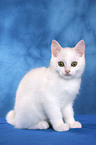 white kitten