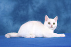 white kitten