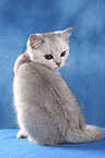 British Shorthair Kitten