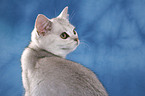 British Shorthair Portrait