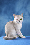 British Shorthair Kitten