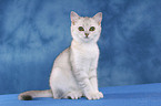 British Shorthair Kitten