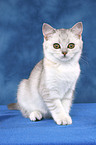 British Shorthair Kitten