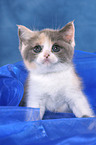 British Shorthair Kitten