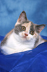 lying British Shorthair Kitten