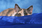 hiding British Shorthair Kitten