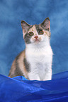 sitting British Shorthair Kitten