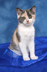 sitting British Shorthair Kitten