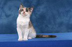 sitting British Shorthair Kitten