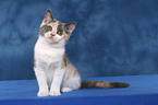 sitting British Shorthair Kitten