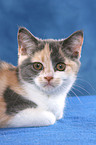 lying British Shorthair Portrait