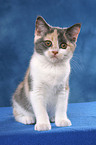 sitting British Shorthair Kitten