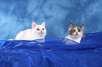 2 British Shorthair Kitten