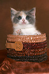 British Shorthair Kitten in basket