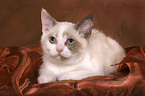 British Shorthair Kitten