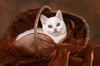 British Shorthair Kitten in basket