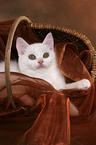 British Shorthair Kitten in basket