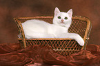 British Shorthair Kitten on bench