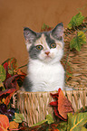 British Shorthair Kitten in basket