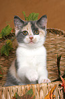 British Shorthair Kitten in basket