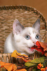 British Shorthair Kitten in basket