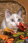 British Shorthair Kitten in basket