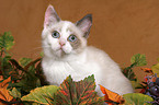 British Shorthair Kitten