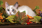 British Shorthair Kitten