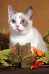 British Shorthair Kitten