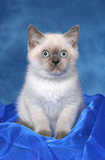 sitting British Shorthair kitten