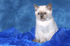 sitting British Shorthair kitten