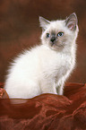 sitting British Shorthair kitten