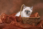 British Shorthair kitten in basket