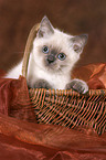 cute British Shorthair kitten in basket