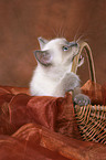 British Shorthair kitten in basket