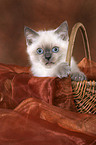 British Shorthair kitten in basket