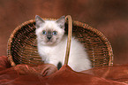 British Shorthair kitten in basket