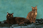 British Shorthair she-cat and tomcat