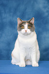 sitting British Shorthair