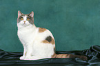 sitting British Shorthair