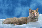 lying British Shorthair