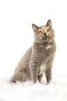 sitting British Shorthair