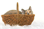 British Shorthair she-cat in basket