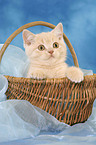 British Shorthair kitten in basket