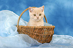 British Shorthair kitten in basket