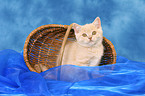 British Shorthair kitten in basket