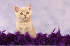 British Shorthair kitten with feather boa