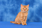 sitting British Shorthair kitten