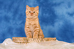 sitting British Shorthair kitten