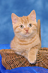 British Shorthair kitten in basket